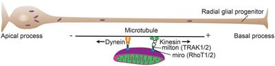 Mitochondria in Early Forebrain Development: From Neurulation to Mid-Corticogenesis